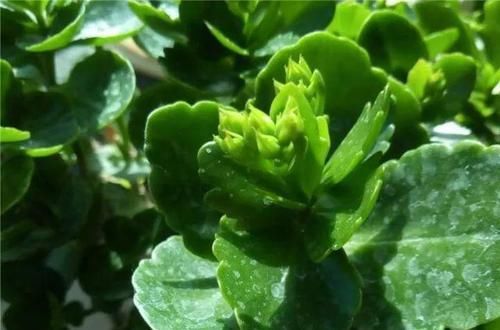  #图片作者#长寿开花不过瘾，学会1招，花苞多的能盖叶！