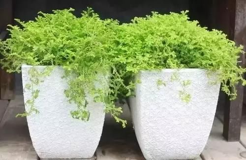  「充足」六种不怕水多的植物，频繁浇水也能长满一盆的绿植