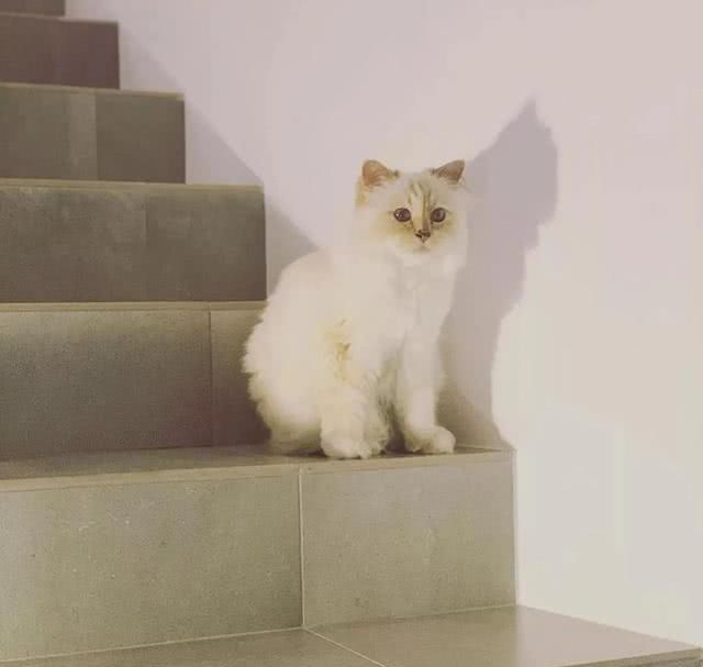  『Choupette』时尚教父“老佛爷”生前养的这只猫，有多幸运就有多难过