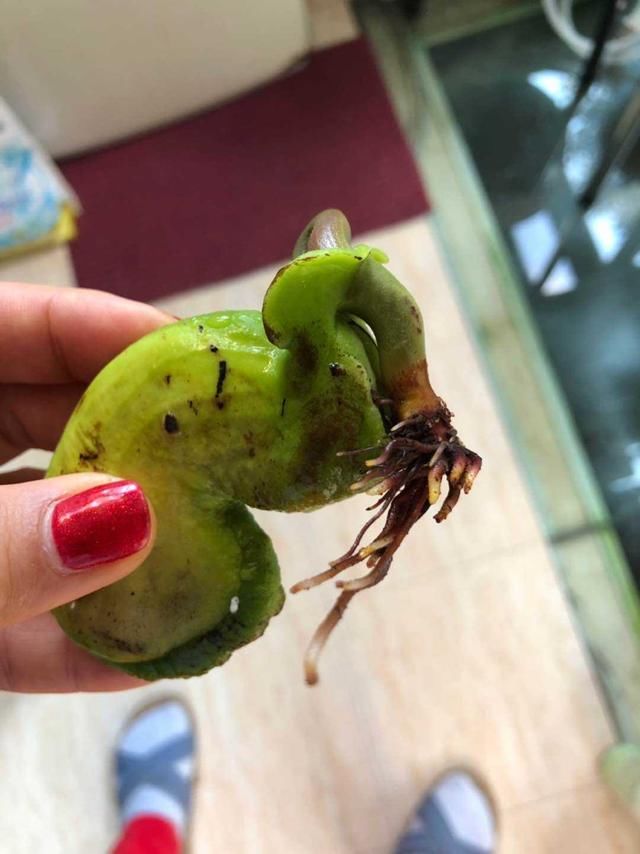  【森林】芒果这么种才长得快，随手一剪，就能种出小森林！