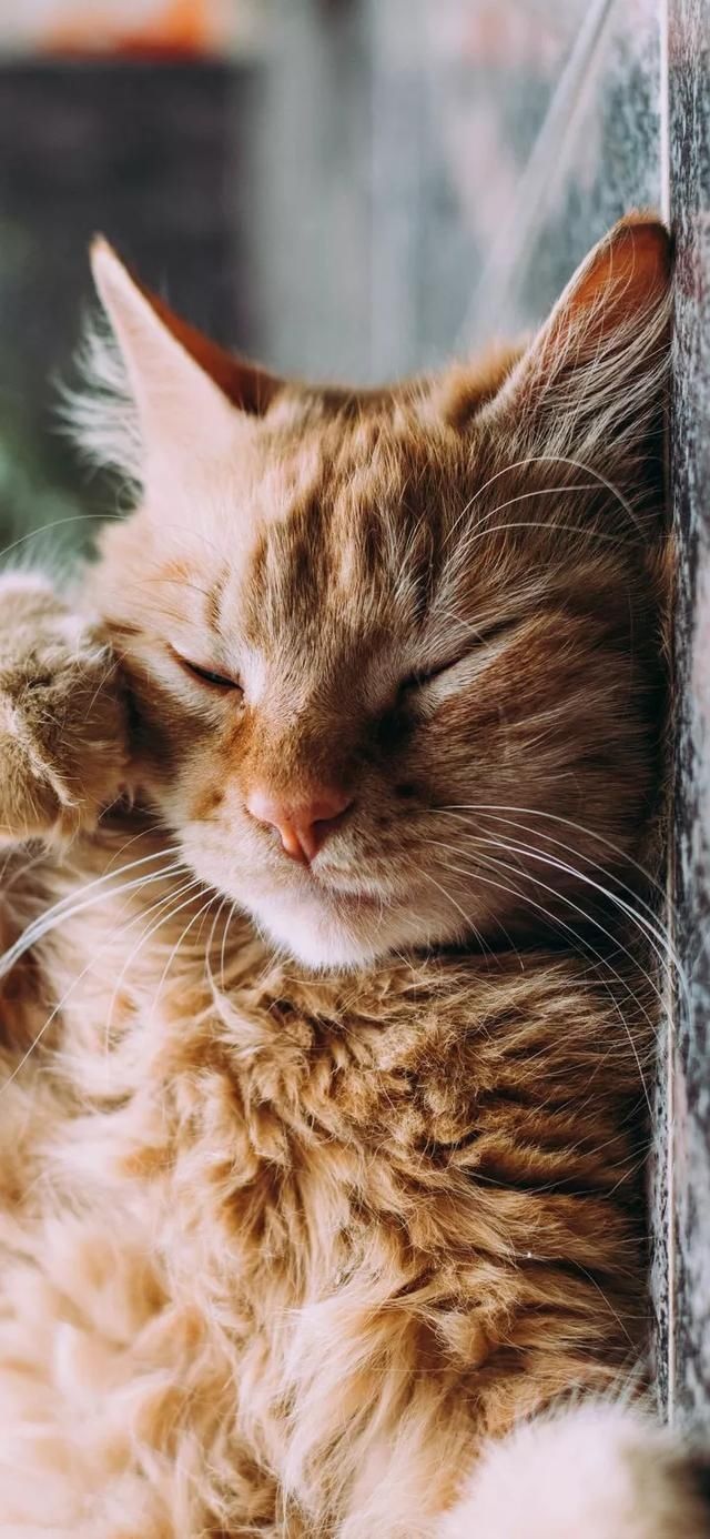  『星球』80张超可爱的猫咪壁纸丨我来自喵星球，来地球只是为了遇见你