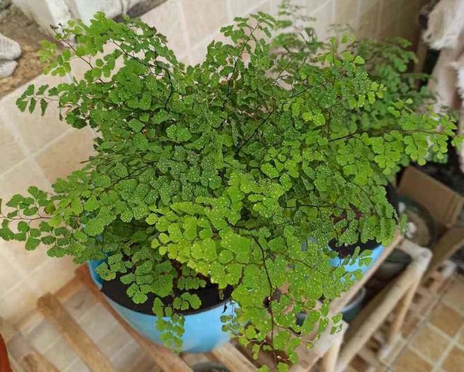  「耐阴」卫生间种花，后果很严重，上厕所都没地方！