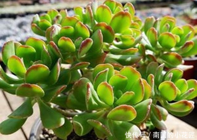  【宝珠配土】如宝扇一样美的多肉达摩宝珠，养护少放颗粒多浇水，快速长成老桩