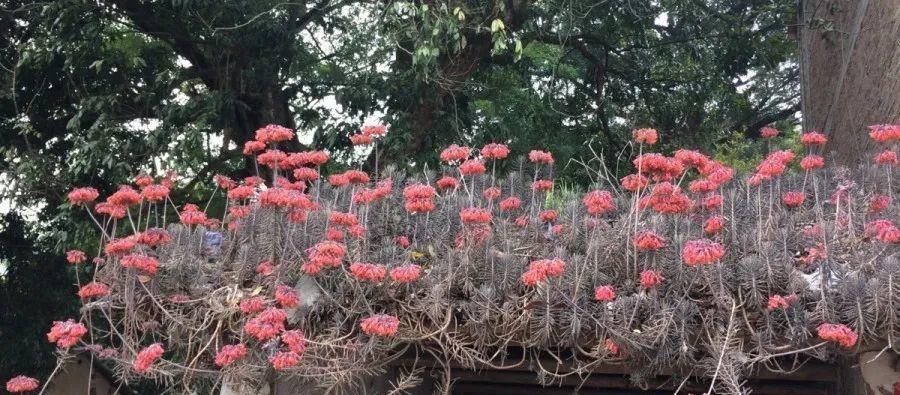  【慎养】这花要慎养，每年砍掉3麻袋，照样蹭蹭长！