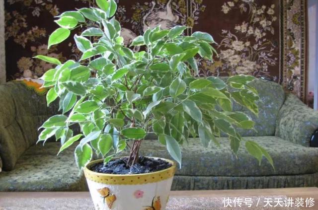  懒人：没时间打理该如何养花？家养6款''懒人花''，可观赏、净化空气