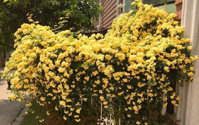  「木香花」别再只会养绿萝了，此花见土活，能开200天，养花爱好者别错过！
