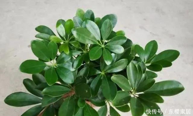  盆栽|自己养的花不要再乱送了，这3款养人又招财，盆栽忒讨人青睐
