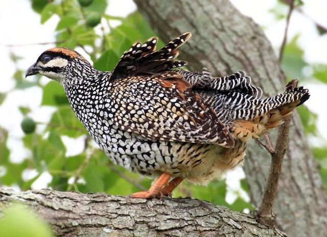 非洲也有鱼米之乡？只因为这个大湖！