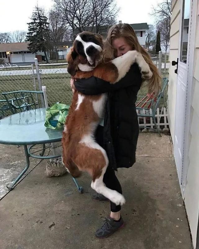 对不起,假疫苗这个锅我们狗不背