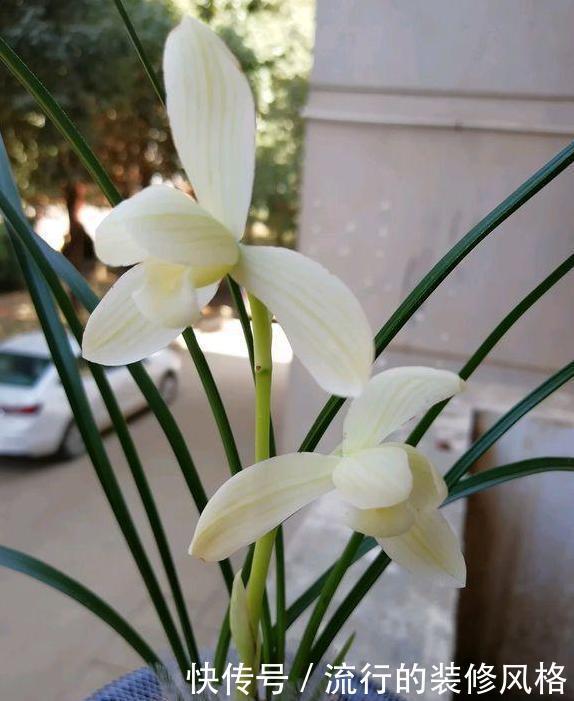 名品|它是莲瓣兰素花中的名品,开花如同仙女一般,清新脱俗,洁白无暇