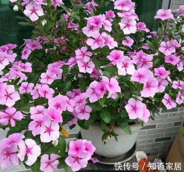 #一年四季#“3种花”,花期超长,好养好繁殖,一年四季看花开
