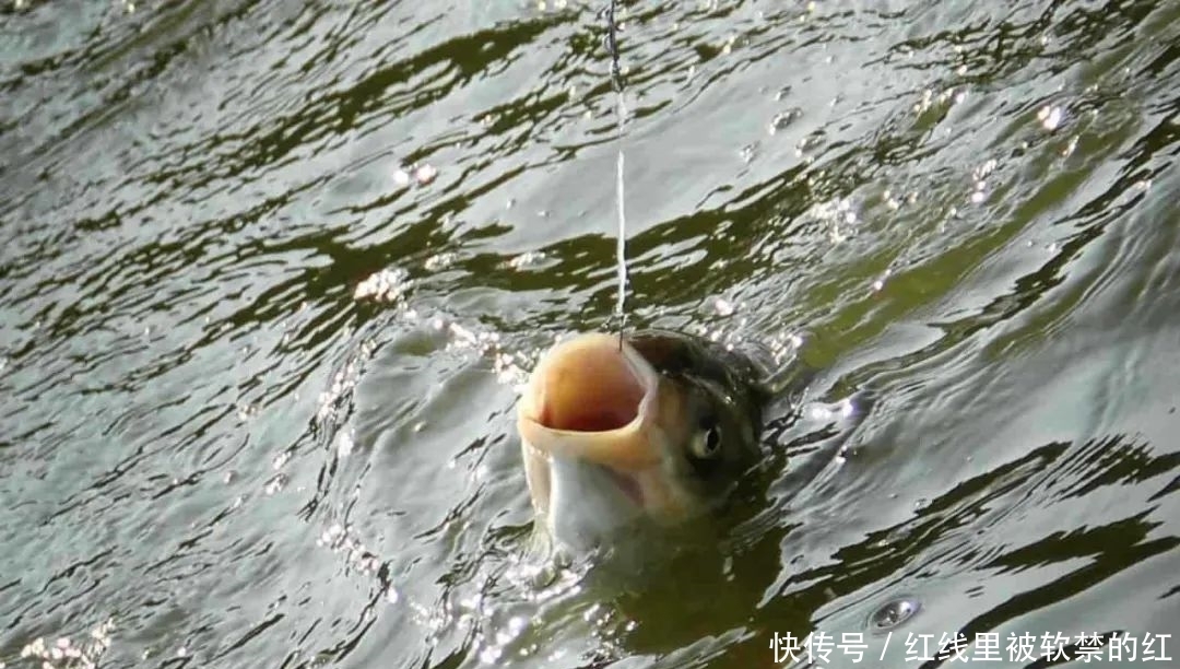 激流|夏季激流钓鱼,三种方法帮你轻松应对走水——盛世三渔
