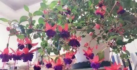  「停歇」2种“开花机器”，一年300多天不停歇，养2盆，天天有花看，值！