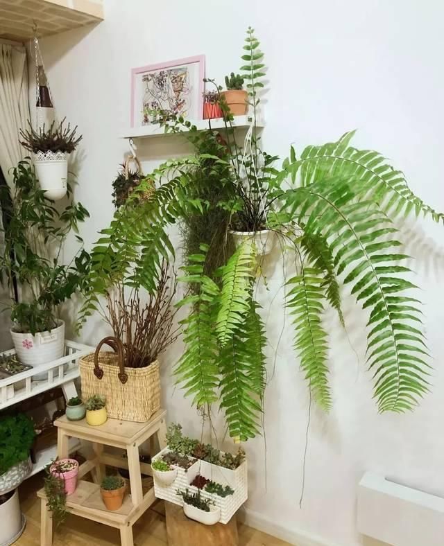  『比花』这几种受欢迎的耐阴花，一养就上瘾，叶子比花美！