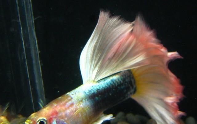  【均表现为】孔雀鱼太好繁殖啦，所以孔雀鱼的品种多到让你数不过来！