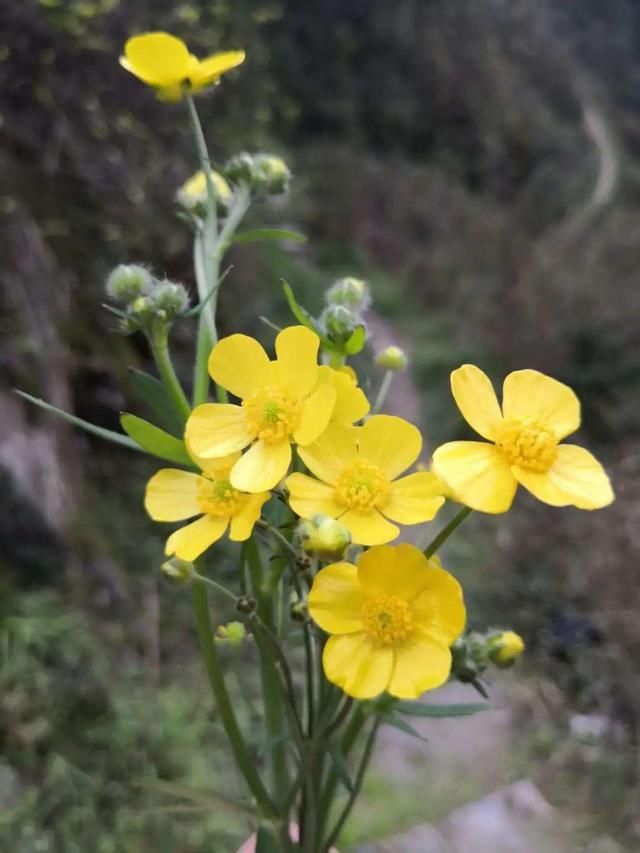  「春天」40种小野花，春天开得正美，挖几棵回家，不用买花了！