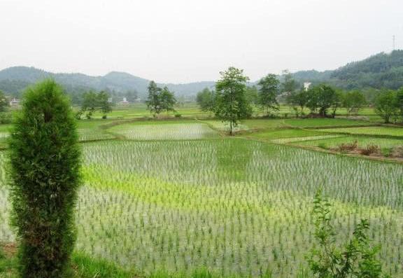 19年，农村房屋整治加速推进，这5种房子到时都会统一拆除的！