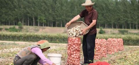  炒作|常见的佐料，今年“蒜你狠”收购价降低，农民：都是炒作惹