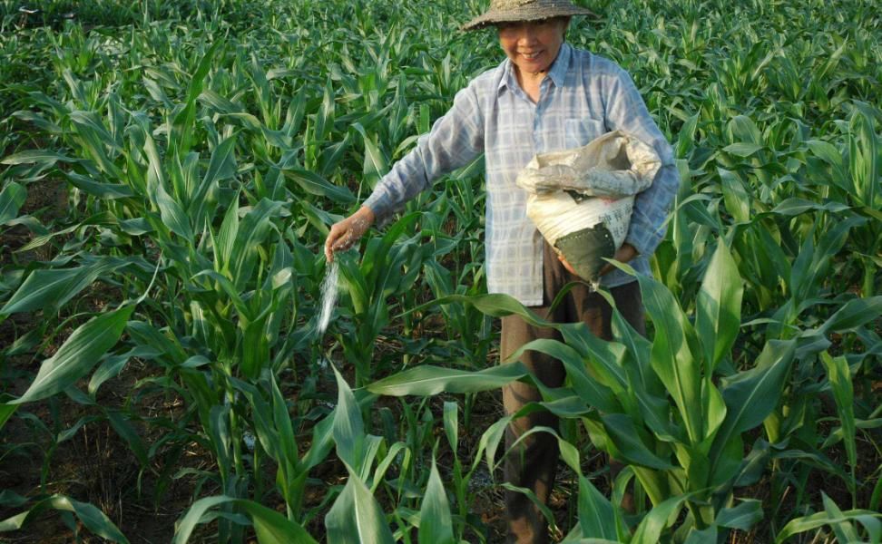  『从此』植物施肥不知怎么定量？养花老师傅教给你，从此学会正常施肥！