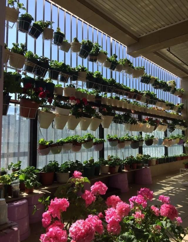  「球老师爱吃薄荷冰淇」封闭阳台养花，防盗窗有大用，1平米也能变花园！