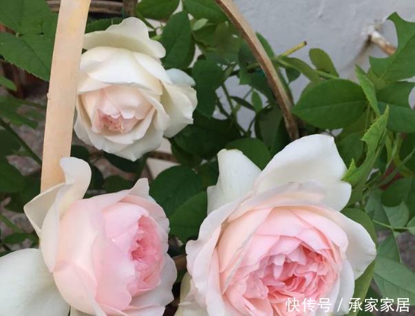 『花如』新手养花,不如养盆花中精品“海棠花”,花如丝绒般,高端艳丽