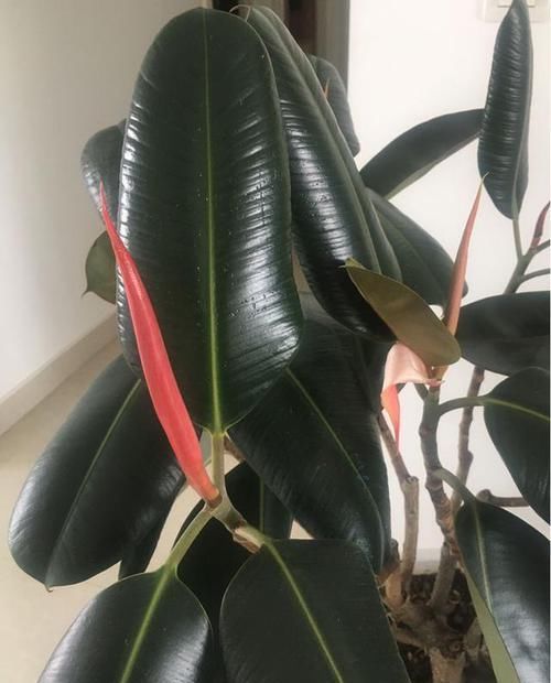  「心意」2种花叶片越厚吸“废气”越厉害，高档又实用，非常合心意