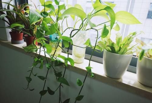  『居家』推荐居家办公9种耐阴植物，简单又好养，看看你喜欢的？