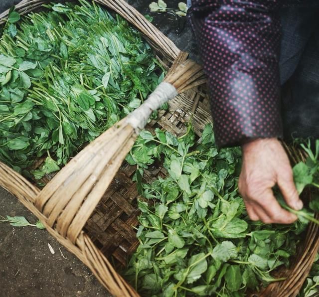  「取消」专家建议取消新农保，每月下发1000元退休金，并额外征