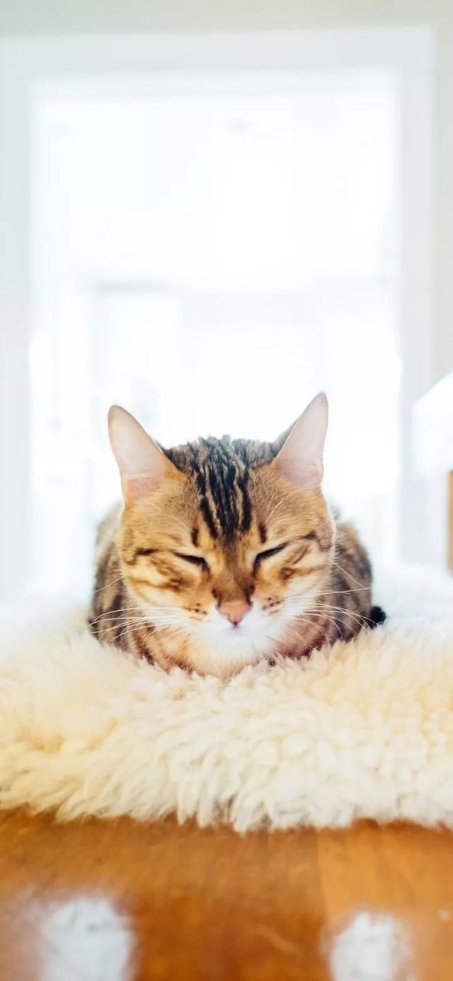  『星球』80张超可爱的猫咪壁纸丨我来自喵星球，来地球只是为了遇见你