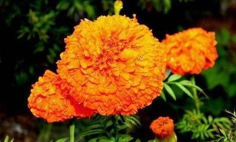  『每月』家养万寿菊，每月吃点“蛋白质”，花苞多2倍，花开“一片黄”