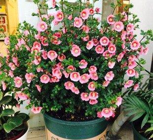  『选择』喜欢在家中养护花卉，就选择花色艳，花期长，好养护的3种花卉