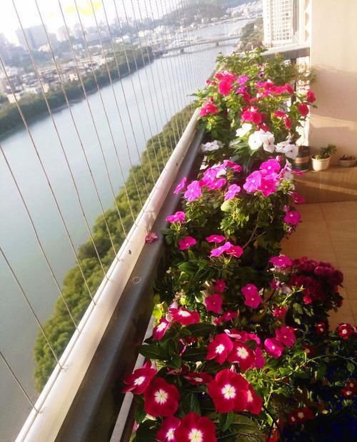  #花姿#喜欢养花，不如养这几款，花姿妖娆，盛开时繁花似锦，内敛美