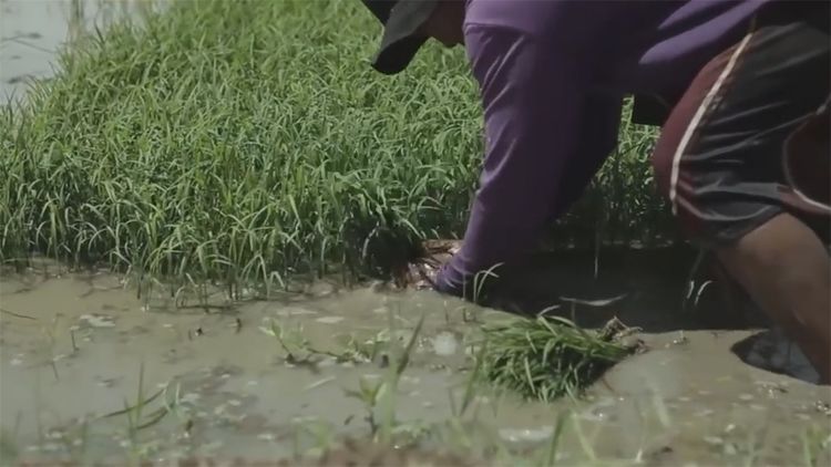  民间|民间牛人发明“手摇式”插秧机，不用油不用电，200元造一