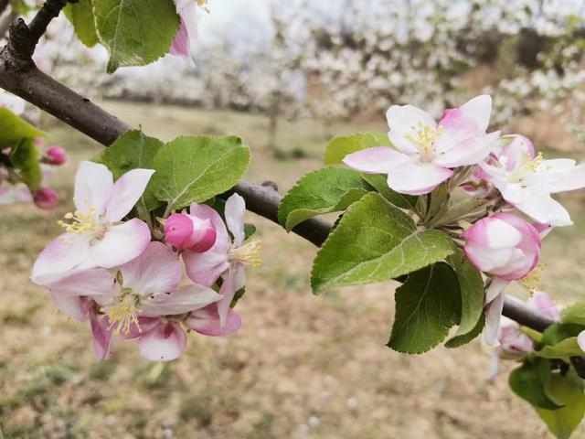  「苹果花」陕西苹果开花的时候也要“计划生育”，今年苹果花也能卖钱了