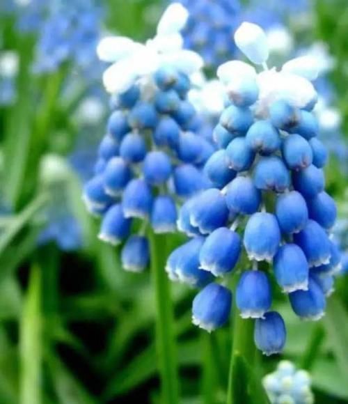  『代表着』花友选出了自己认为最美的50种花