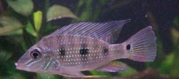  #水族市场上#美洲慈鲷之美，您细品