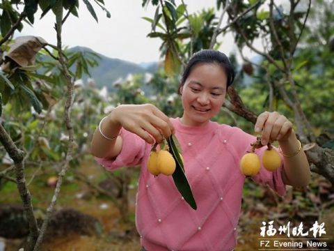  『挑着枇杷』福清东山村何芽珍：朋友圈帮卖枇杷 每天能卖300多箱