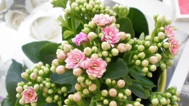 #更好#长寿花可以养几年?如何让老桩更好的开花?