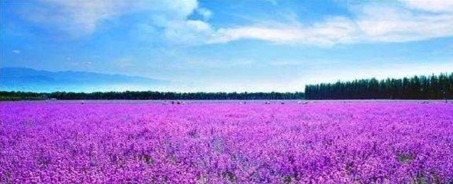 新疆伊犁,西北部的伊甸园,中国的普罗旺斯