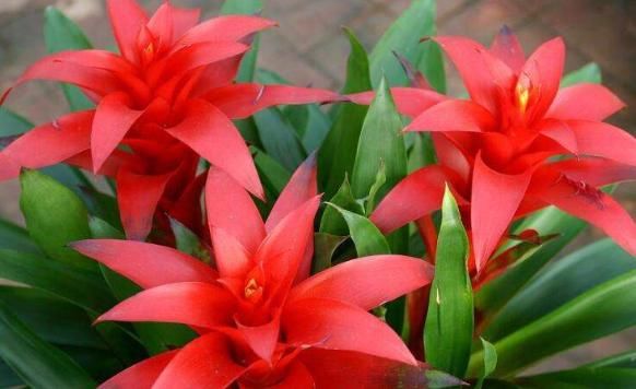  [好运]“4种花”一定要养，日子越过越红火，吉祥如意招好运，家族兴旺