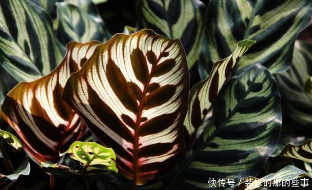 「阳光」这5种叶子花,命贱好养,没阳光也能长好!叶子比花好看