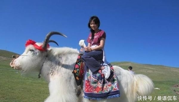 在西藏撞死一头牦牛,保险公司都赔不起!