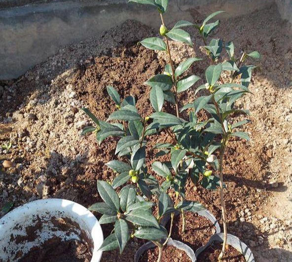  [枝条]3根茶花小苗绑一起,枝条成倍长,又粗又壮
