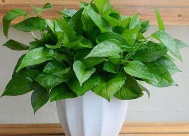 「杀菌消毒」花卉绿植老黄叶烂根怎么办?给它''喂点药'',叶片绿根须粗壮