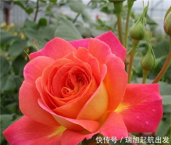 #种植的时#精品月季仲夏,花型唯美,清香优雅,在夏季开放的时候是最迷人的