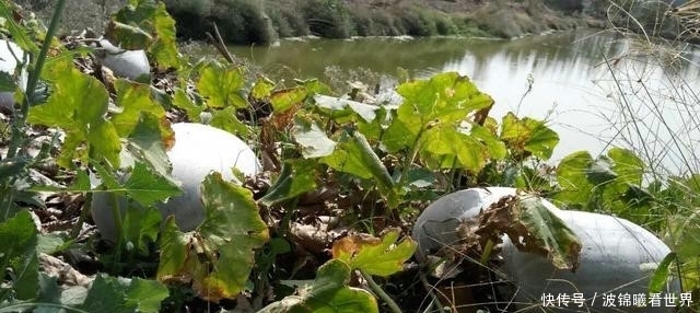  [葫芦]农村田野里，那些被遗弃的冬瓜们