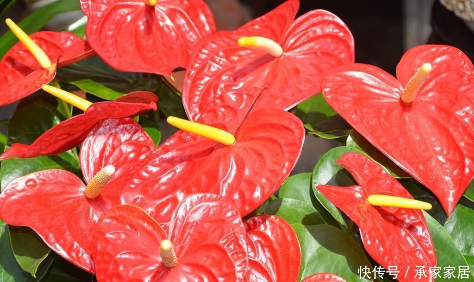 #养花#喜欢在家中养花,就来看看3种花卉,花期长,花朵高雅美丽,漂亮