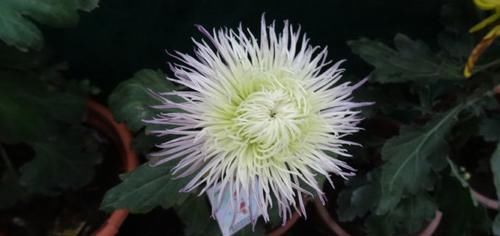  喜欢：喜欢菊花，首选“菊中精品”紫燕翻飞，似旋转陀螺，优美动人！