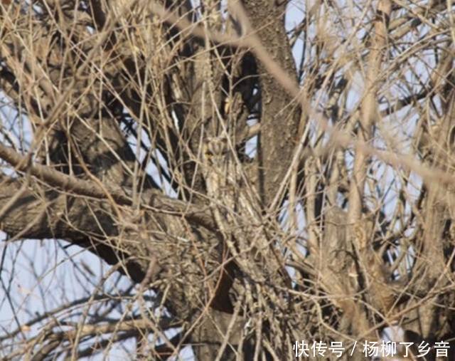旅游随便拍的照片,回家一看魂都差点吓没了,树里居然有活物!