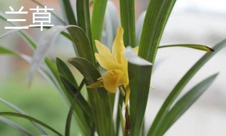 『喜欢』现在很多的朋友都比较喜欢养花，兰花和兰草有什么区别？
